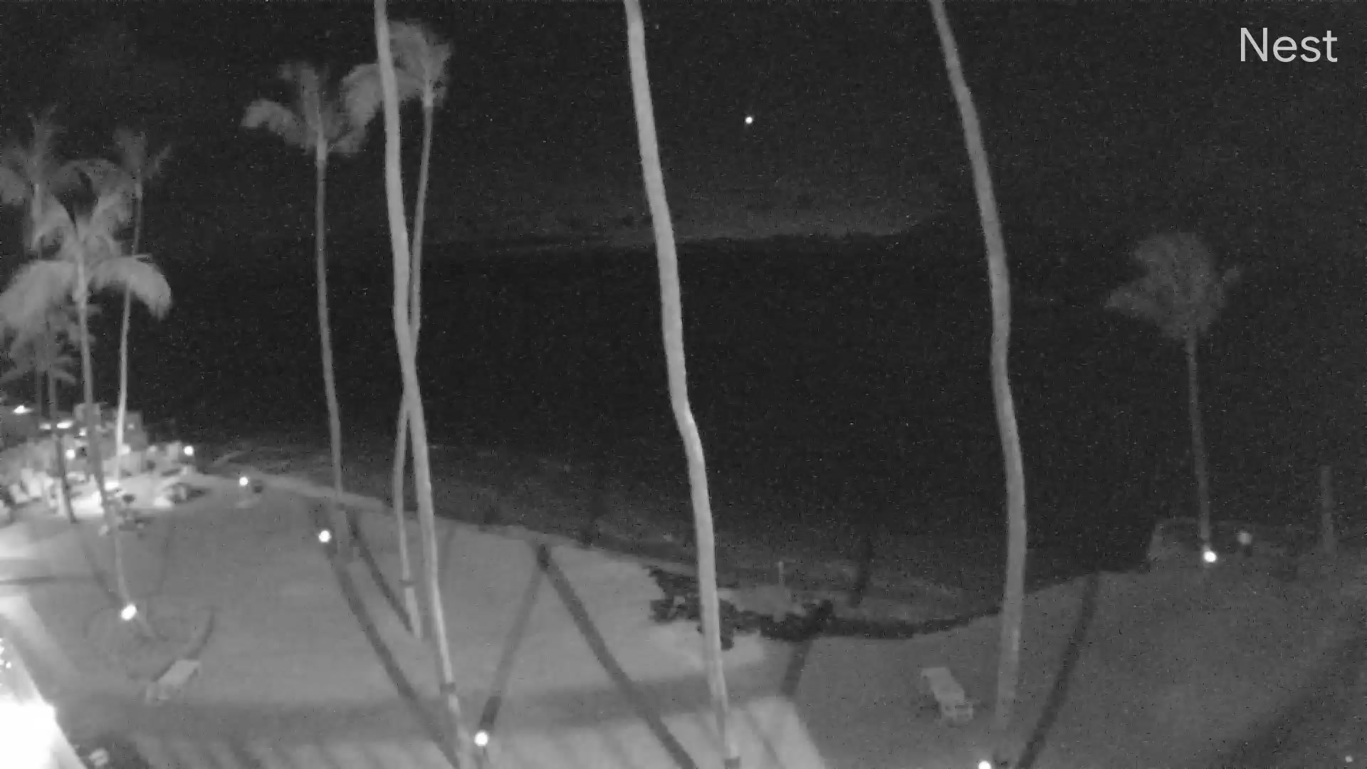Watch Whale Migration Live 2026 — Maui, Glacier Bay, Monterey