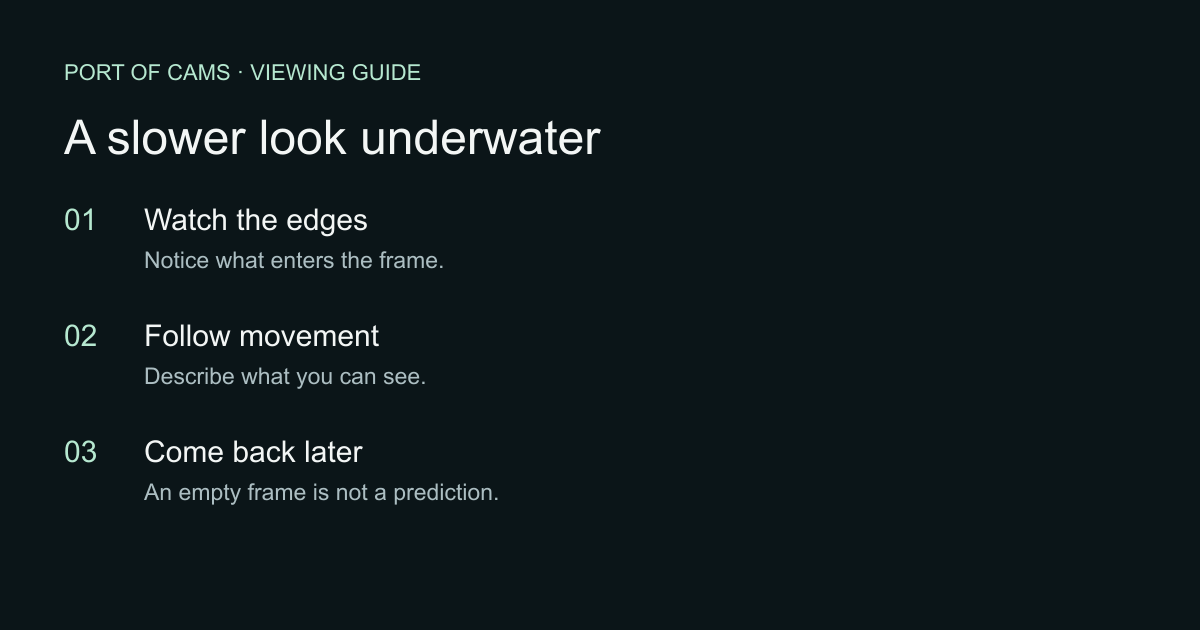 Homosassa Manatee Camera: A Guide to the Underwater View